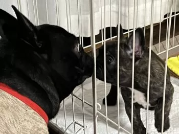 T.M 様のお迎えした子犬