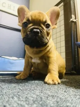 みやちゃん 様のお迎えした子犬