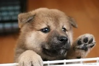 そらのママ 様のお迎えした子犬