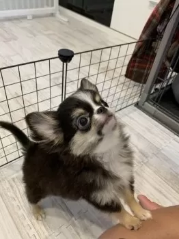 じゃがりこ 様のお迎えした子犬
