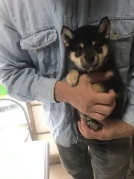 kazuzo 様のお迎えした子犬