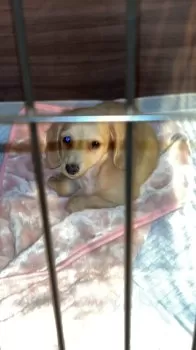 M.I 様のお迎えした子犬