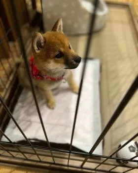 クニ 様のお迎えした子犬