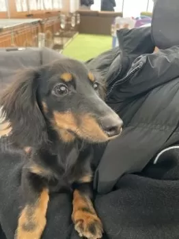 N.Ｉ 様のお迎えした子犬