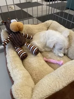 K.T 様のお迎えした子犬