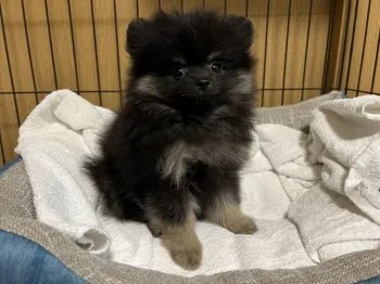 Y.E 様のお迎えした子犬