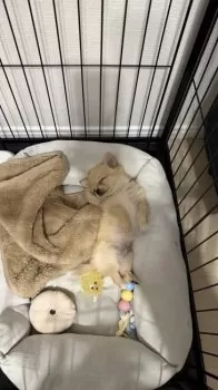 yちゃん 様のお迎えした子犬