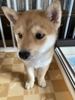 金色のマスクマン 様のお迎えした子犬