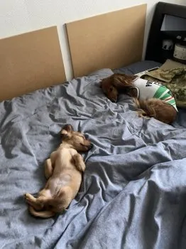 ZENちゃん 様のお迎えした子犬