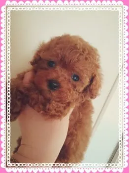 takasan18 様のお迎えした子犬