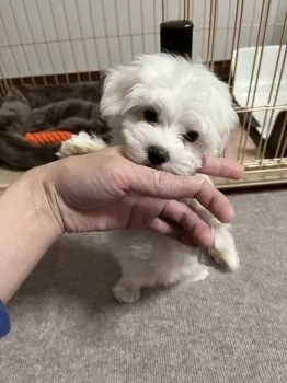 K.T 様のお迎えした子犬