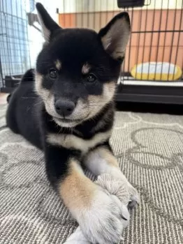 きぃ 様のお迎えした子犬