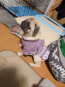 ガブちゃん 様のお迎えした子犬