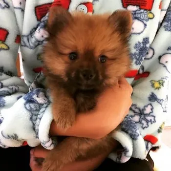 ぽん 様のお迎えした子犬