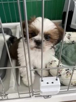 K.S 様のお迎えした子犬