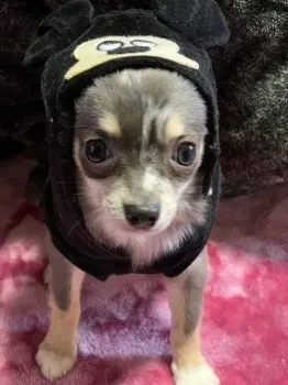 かんみ 様のお迎えした子犬