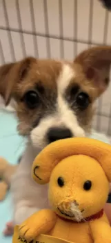 nakasato 様のお迎えした子犬