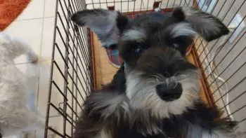 ヒラリン 様のお迎えした子犬