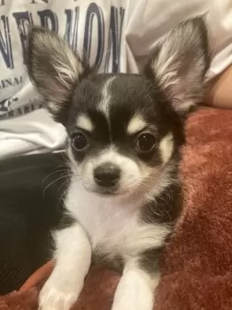 E.M 様のお迎えした子犬