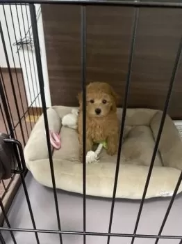 M.K 様のお迎えした子犬