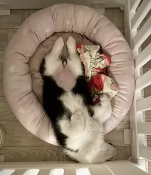 Tさん 様のお迎えした子犬