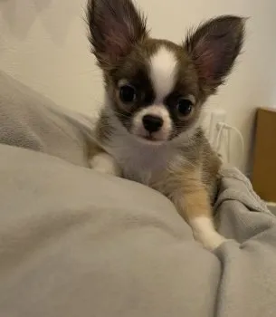 K 様のお迎えした子犬