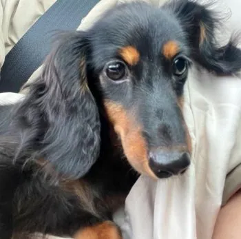 ココナッツ 様のお迎えした子犬