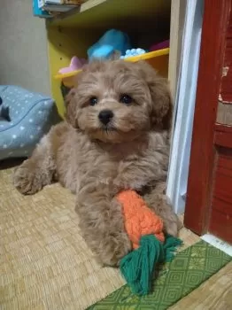 K.C 様のお迎えした子犬