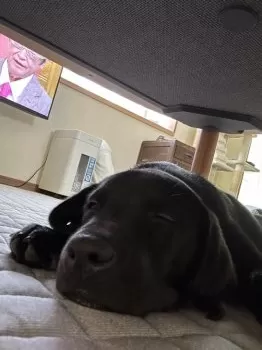 ちゃあ 様のお迎えした子犬