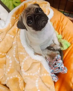 Lir 様のお迎えした子犬