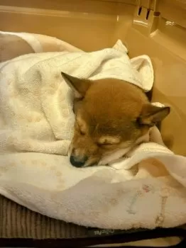 ぶうこ 様のお迎えした子犬