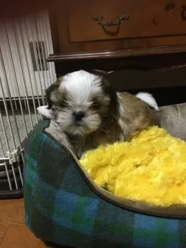 レオ 様のお迎えした子犬