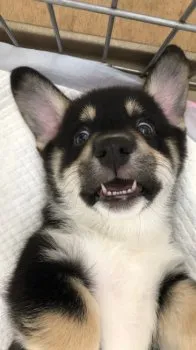 ぐう 様のお迎えした子犬