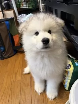りこ 様のお迎えした子犬
