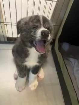 ケン 様のお迎えした子犬