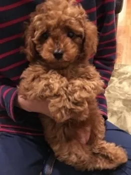 O 様のお迎えした子犬