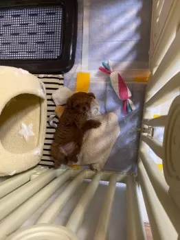 ピコ 様のお迎えした子犬