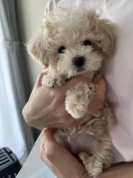 A.O 様のお迎えした子犬