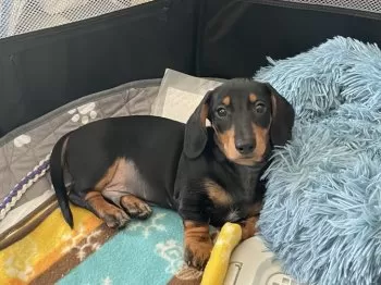 m_aki 様のお迎えした子犬