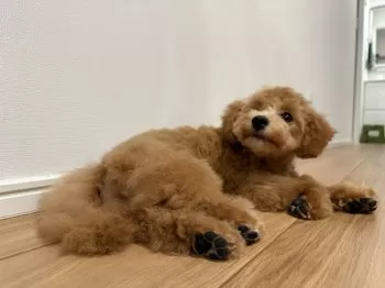 A.Ｉ 様のお迎えした子犬