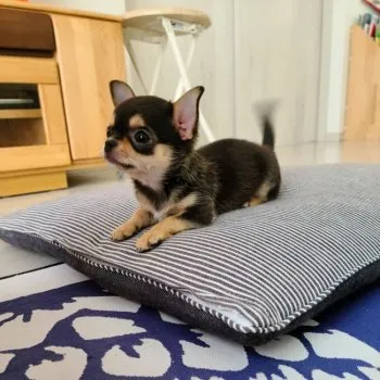 ナル 様のお迎えした子犬