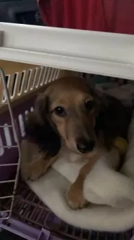 ラスティ 様のお迎えした子犬