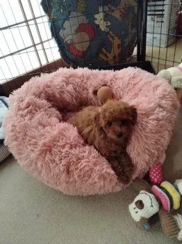 K.U 様のお迎えした子犬