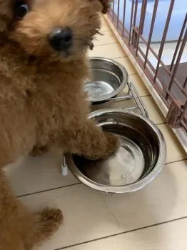 ホットドッグ 様のお迎えした子犬