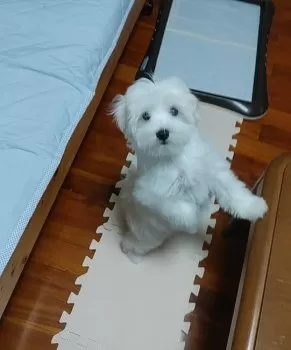 イトウ 様のお迎えした子犬