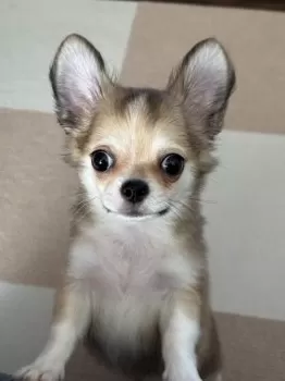 K.Y 様のお迎えした子犬