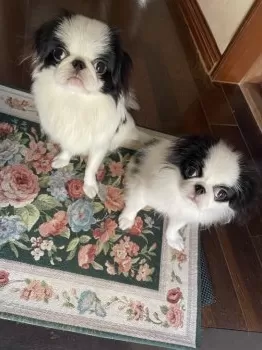 うりり 様のお迎えした子犬
