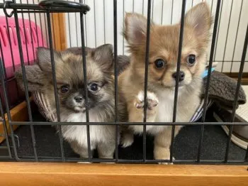 kuu 様のお迎えした子犬