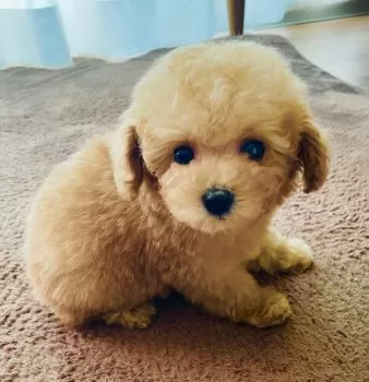 M.K 様のお迎えした子犬