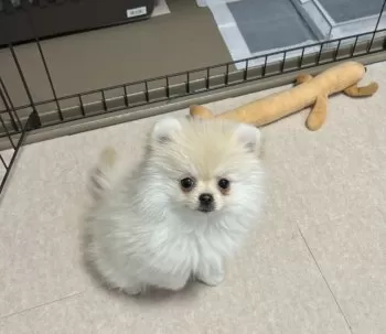 Harukook 様のお迎えした子犬